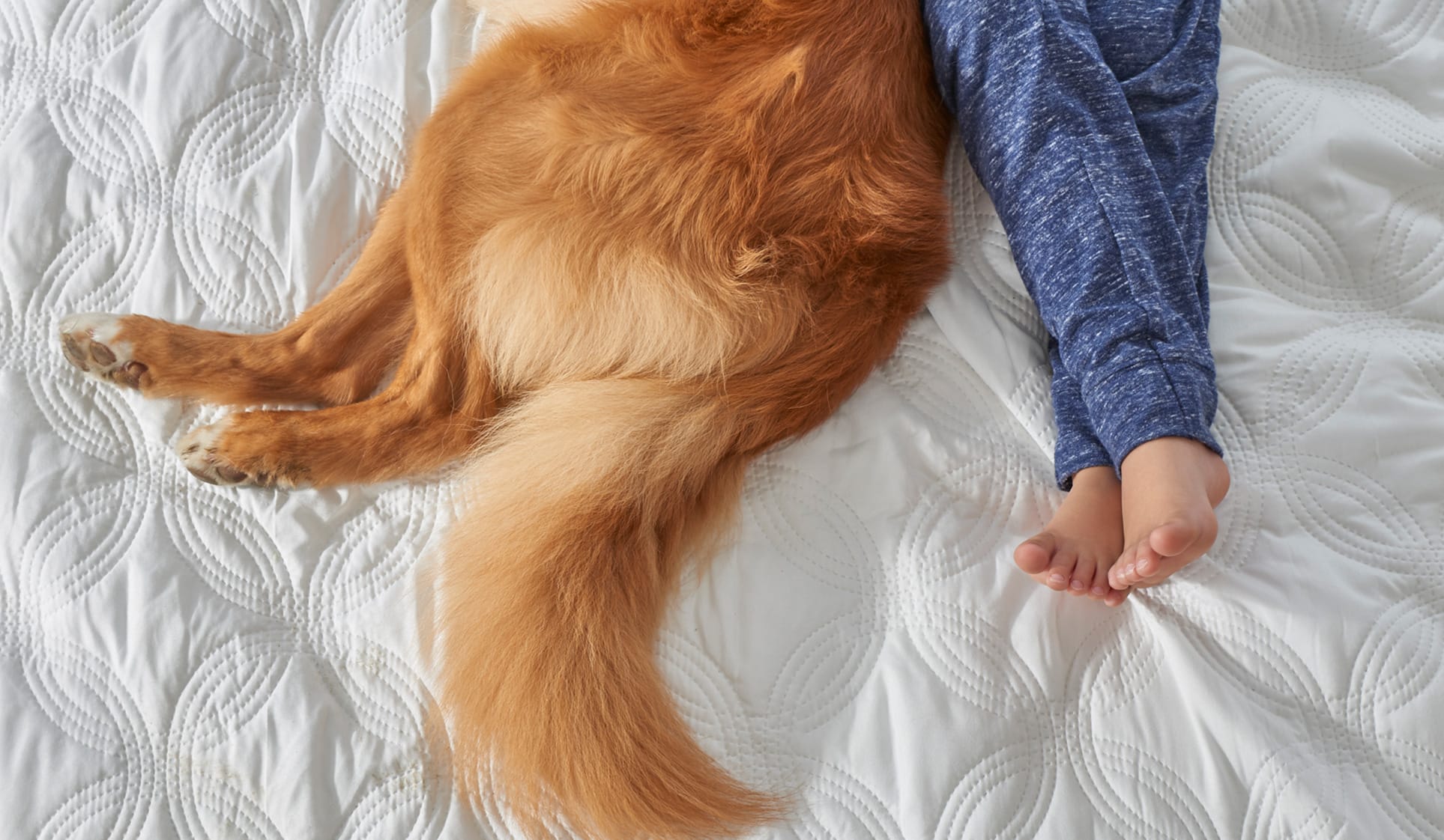 Dog and child on a Sealy® mattress